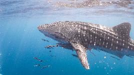 a whale swimming in the ocean with a lot of fish around it